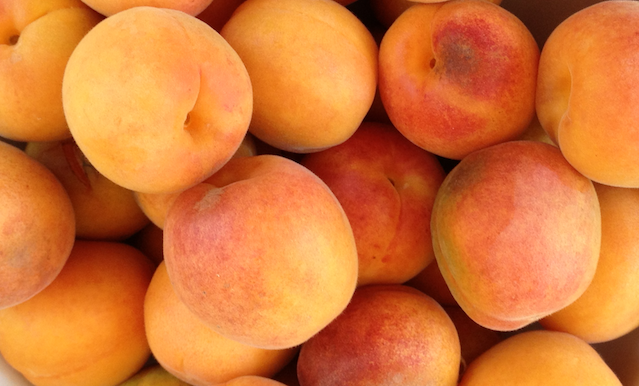 apricots photo