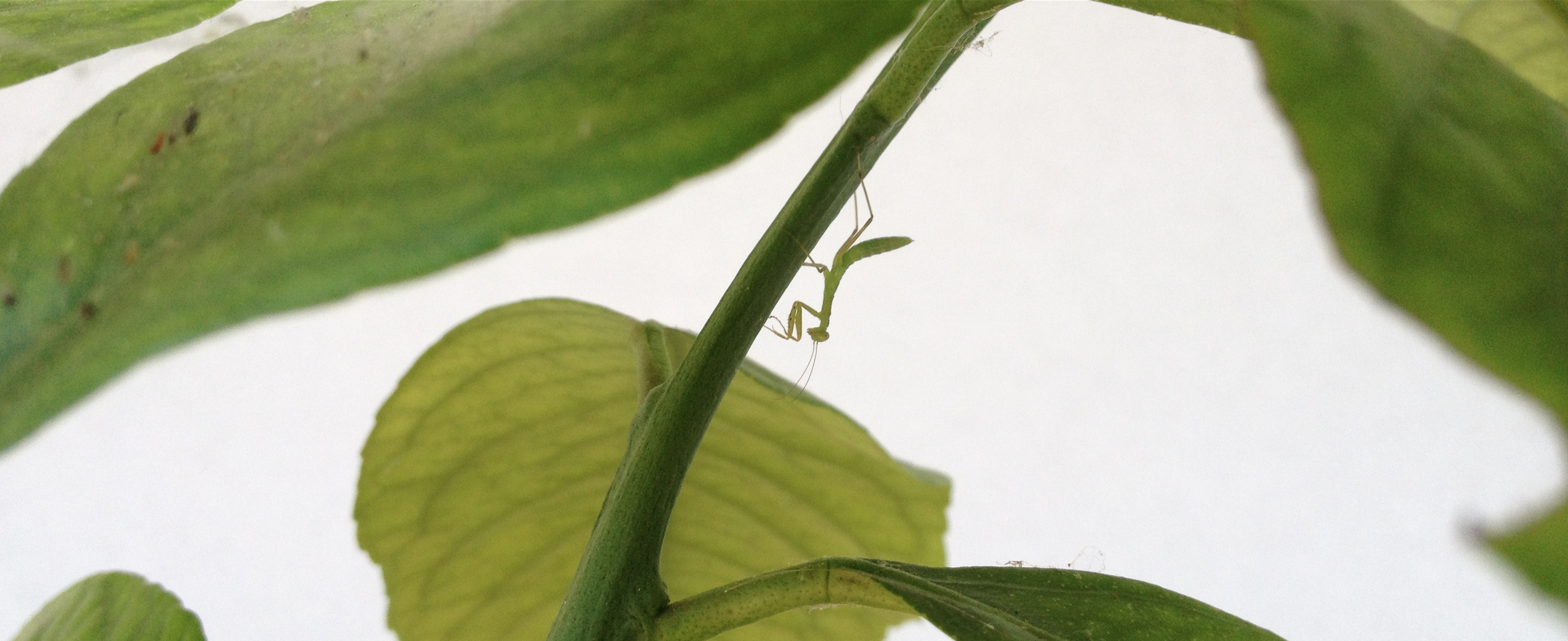 mantis